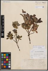 Salix bicolor Ehrh. ex Willd.